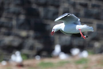 Rotschnabelmöwe / Red-billed gull / Larus scopulinus.