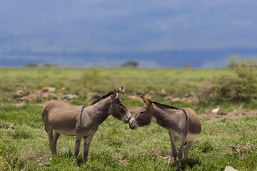 Fototapeta premium Two donkeys in the middle of grass lands at Ngorongoro conservation area in Tanzania.