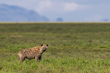 Single wild Hyena in the plains of Serengeti National park, Tanzania.
