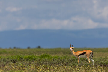 Single Gajelle antelope in the Serengeti National park, Tanzania.