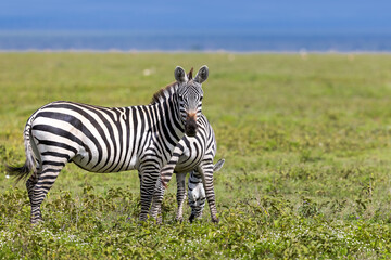 Two zebras in the Serengeti National Park, Tanzania