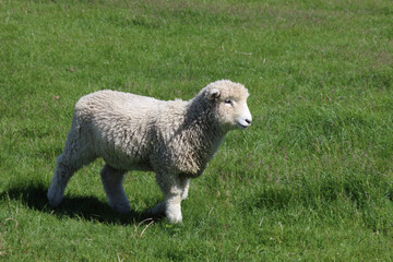 Romneyschaf / Romney sheep / Ovis.
