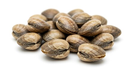 Obraz premium Fresh Raw Clams Pile Closeup View Seafood White Background Many Clams