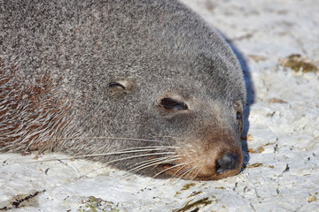 Neuseeländischer Seebär / New Zealand fur seal / Arctocephalus forsteri