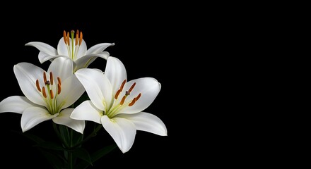 Obraz premium White Lilies: Nocturne in Black AI Generated
