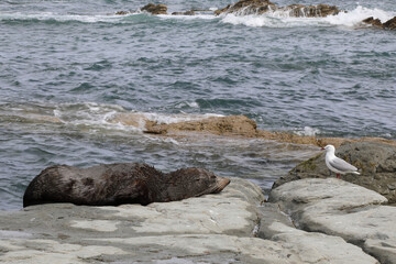 Rotschnabelmöwe und  Neuseeländischer Seebär / Red-billed gull and New Zealand fur seal / Larus...