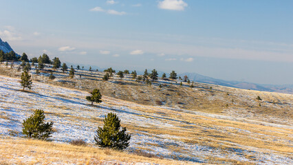 Boulder Colorado Grasslands and Isolated Pine Trees