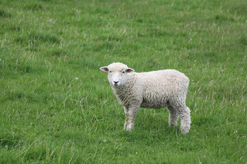 Romneyschaf / Romney sheep / Ovis.