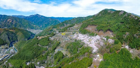 ひょうたん桜と満開の桜が織りなす春景色｜高知県仁淀川町
