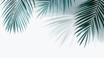 Realistic shadows of palm leaves isolated on white background. Decorative design elements for summer season. Vector transparent palm leaf shadow. Creative overlay effect for mockups