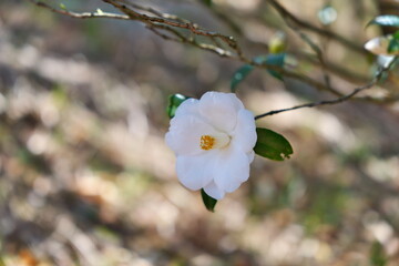 宮崎県宮崎市椿山森林公園の椿