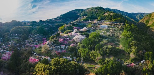 春の花が咲き誇る花の里公園｜高知県仁淀川町の桜と梅を空から望む