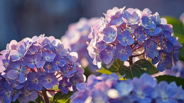 Vibrant purple hydrangea blossoms in a garden during a sunny afternoon in late spring