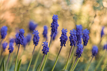 Muscari flowers (grape hyacinth) blossom in garden in the morning against golden sunray