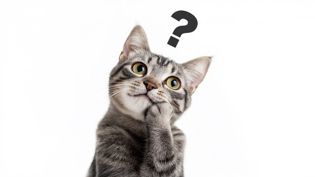 cat_background_536