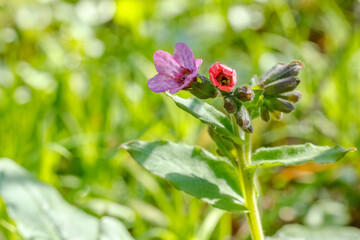 Pulmonaria officinalis flowers in Bloom in a Forest. Purple and Pink Flowers in Lush Greenery