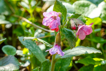 Pulmonaria officinalis flowers in Bloom in a Forest. Purple and Pink Flowers in Lush Greenery