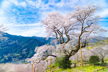 ひょうたん桜と満開の桜が織りなす春景色｜高知県仁淀川町