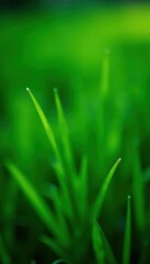 Fototapeta premium Deep emerald grass, close-up view Rich color, soft texture , foliage, lawn