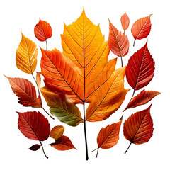 Fototapeta premium A collection of autumn leaves in warm, earthy tones..