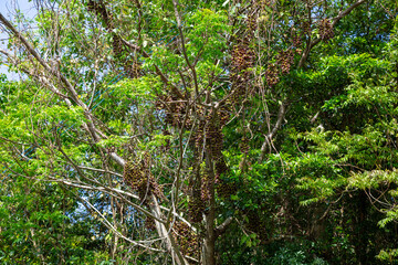 Fototapeta premium 奄美大島の植物, ウジルカンダ(イルカンダ)の花,春、