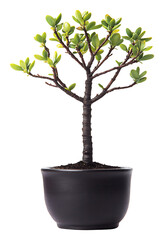 Obraz premium Vibrant green bonsai tree subtly glows against a stark white background. AI Generated