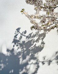 Soft Shadows of Cherry Blossom Branches on White Background