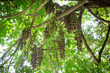 奄美大島の植物, ウジルカンダ(イルカンダ)の花,春、