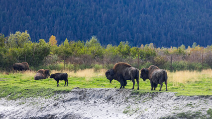 Wild Bisons in the natural habitat in Alaska countryside.
