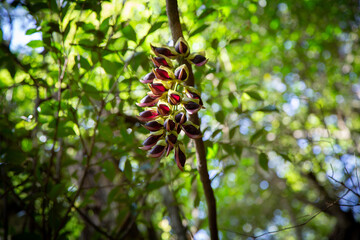 奄美大島の植物, ウジルカンダ(イルカンダ)の花,春、