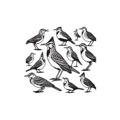 Obraz premium Life cycle of Western Meadowlark