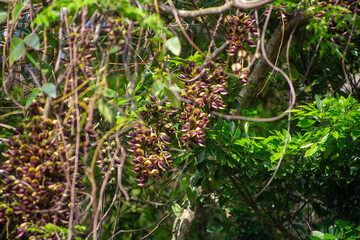 奄美大島の植物, ウジルカンダ(イルカンダ)の花,春、