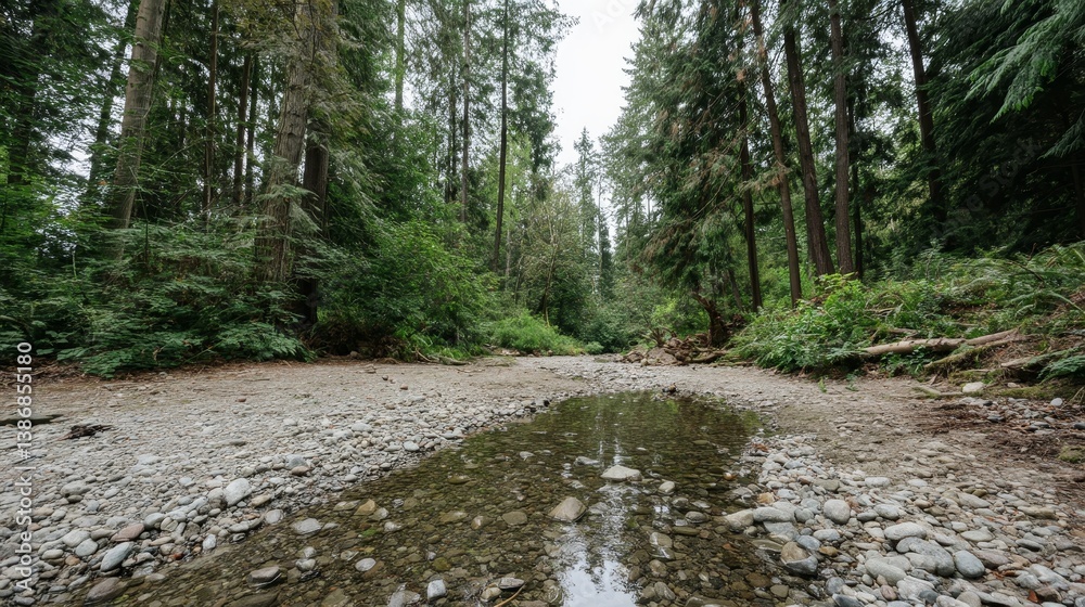 Fototapete a gentle stream meanders over smooth rocks in a tranquil forest, surrounded by lush ferns and moss a