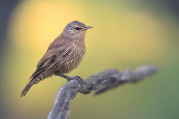 A wild brown treecreeper (Climacteris picumnus) perched on a branch with warm, out-of-focus...