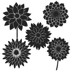 dahlia flower silhouette vector illustration