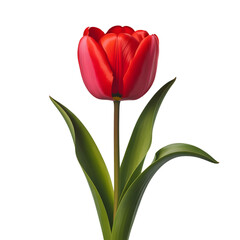 Obraz premium Radiant Red Tulip: A captivating close-up showcases a vibrant red tulip, its petals gracefully unfurling, set against a pristine backdrop, embodying the freshness and beauty of spring.