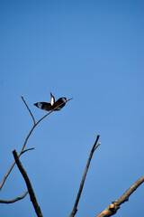 crow on a branch