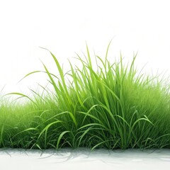 green grass on white background