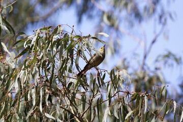 White-plumed Honeyeater