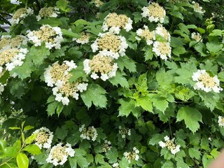 Blooming viburnum bush with lush green foliage and white flowers in garden setting