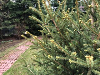 Close-up of evergreen conifer branches with buds in garden setting