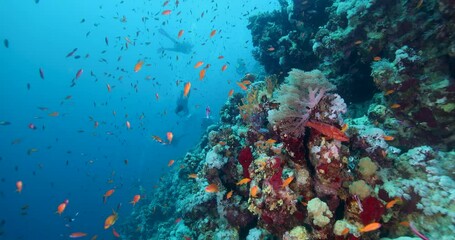 Group of divers swimming among many small red fish on a coral reef. Diving instructor and group students in underwater exercises. Instructor training students. Diving training and education.