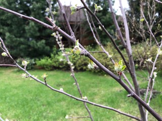 Budding branches in springtime garden with greenery background