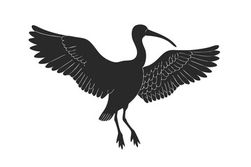 Eudocimus Bird silhouette vector illustration