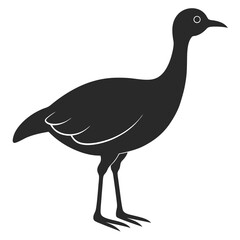 Eudocimus Bird silhouette vector illustration
