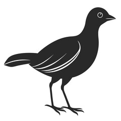 Eudocimus Bird icon silhouette vector illustration