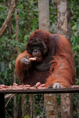 A wild orangutan enjoys eating bananas in the heart of the Kalimantan rainforest, surrounded by dense tropical foliage.
