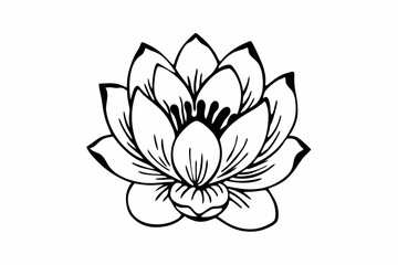 vector illustration of lotus flower