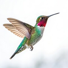 Fototapeta premium hummingbird on green background