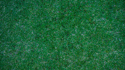 Green grass background, top view background of garden bright grass concept used for making green...